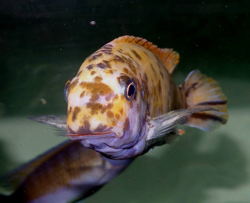 Labeotropheus fuelleborni 'Mbamba Bay'